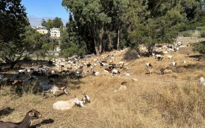 Farewell Mills Goats: The Future of Wildfire Prevention