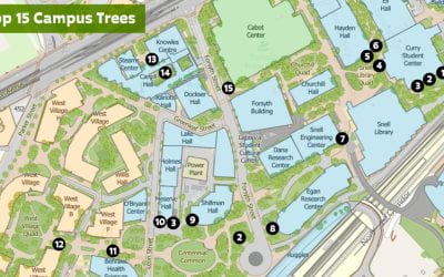 15 Fascinating Boston Campus Trees: an inside look into our level II Arboretum